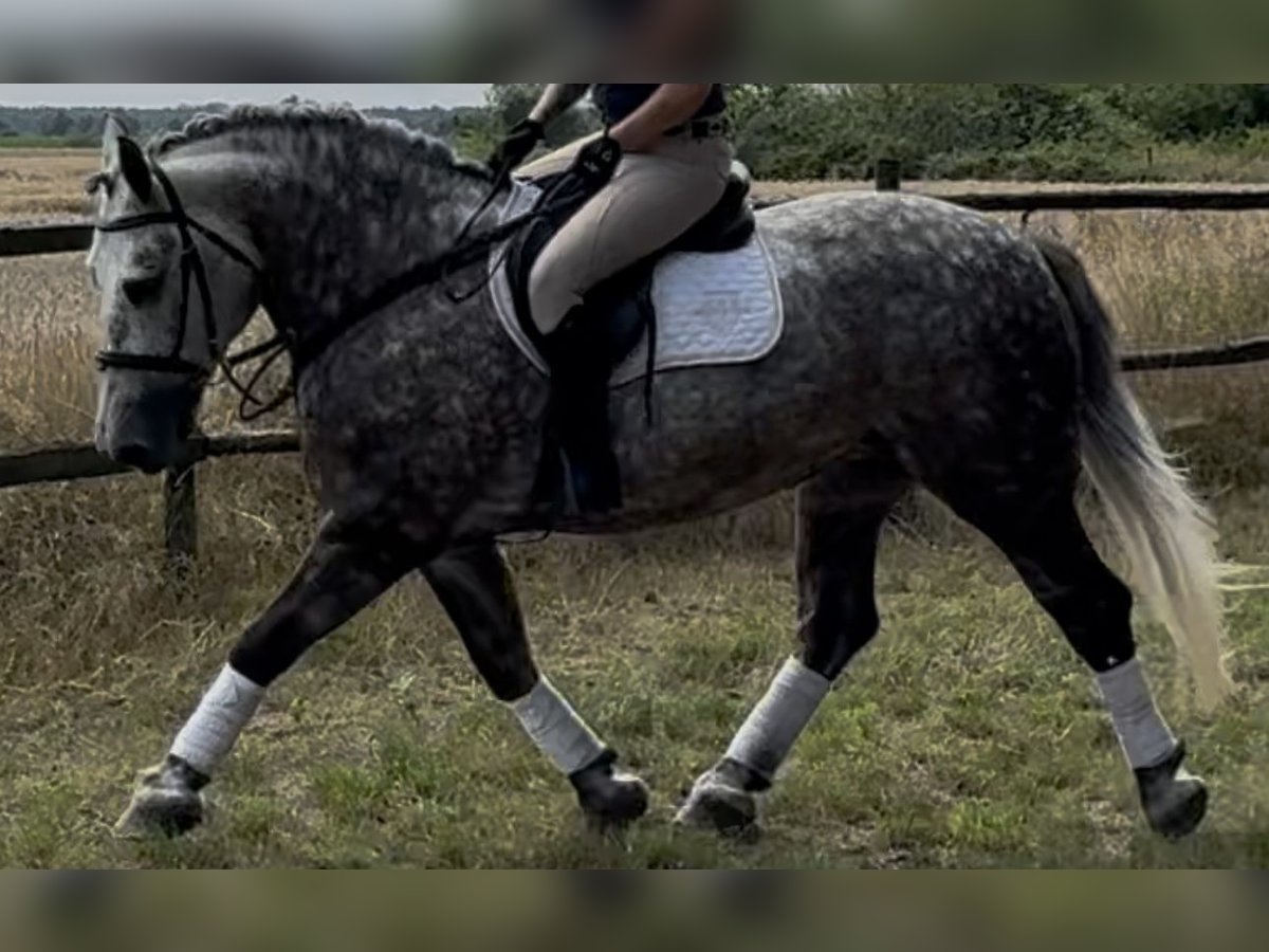 Meer koudbloeden Merrie 6 Jaar 161 cm Appelschimmel in Westerstede