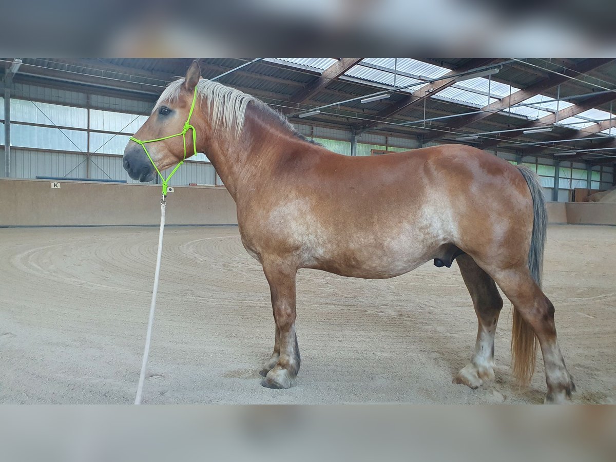 Meer koudbloeden Ruin 13 Jaar 155 cm Vos in Schwanfeld