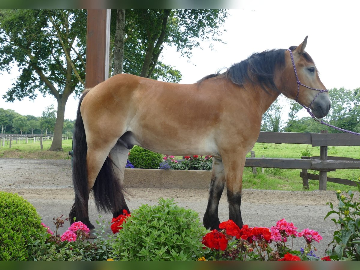 Meer koudbloeden Ruin 3 Jaar 156 cm Bruin in Lathen