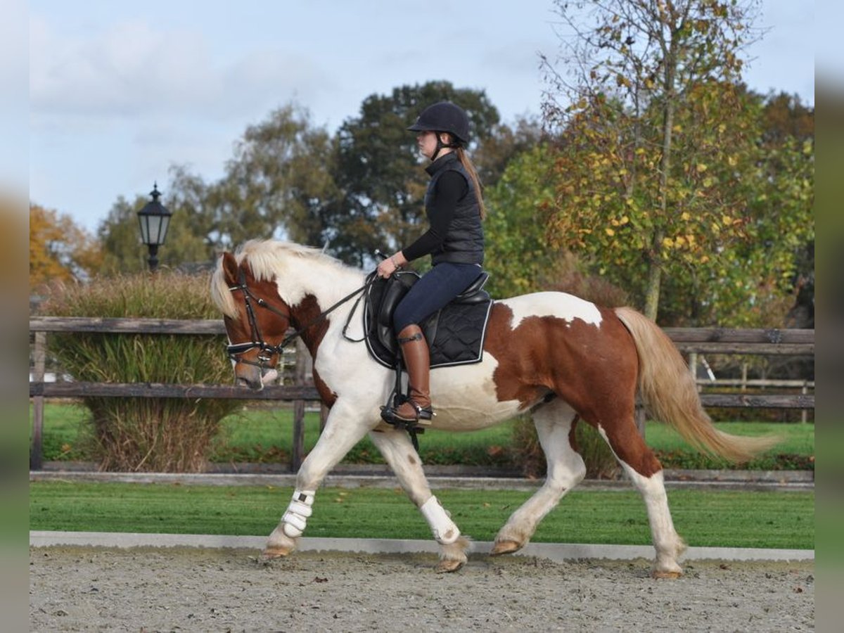 Meer koudbloeden Ruin 4 Jaar 152 cm Gevlekt-paard in Lunteren