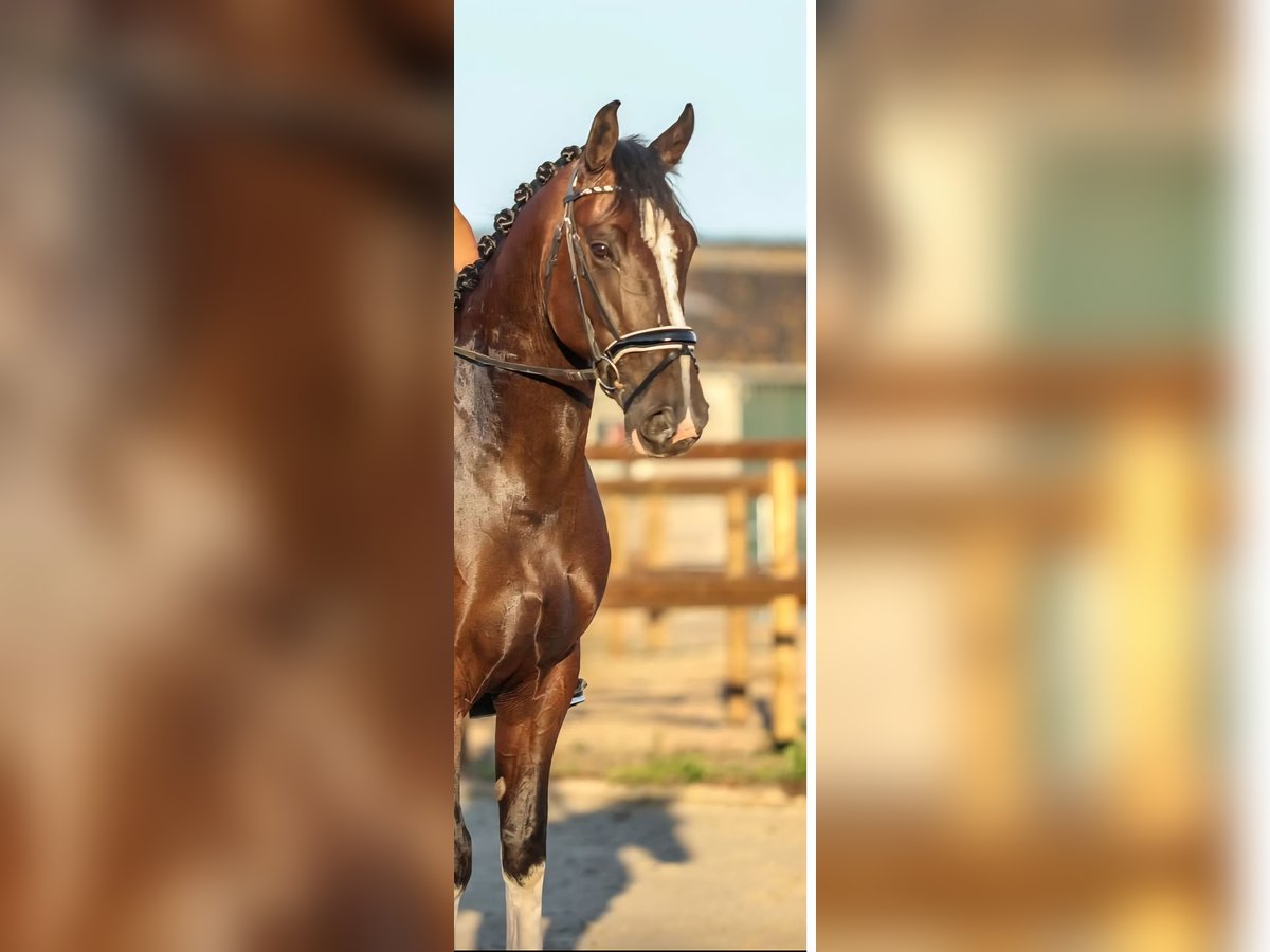 Meer koudbloeden Ruin 6 Jaar 165 cm Donkerbruin in Bourtange