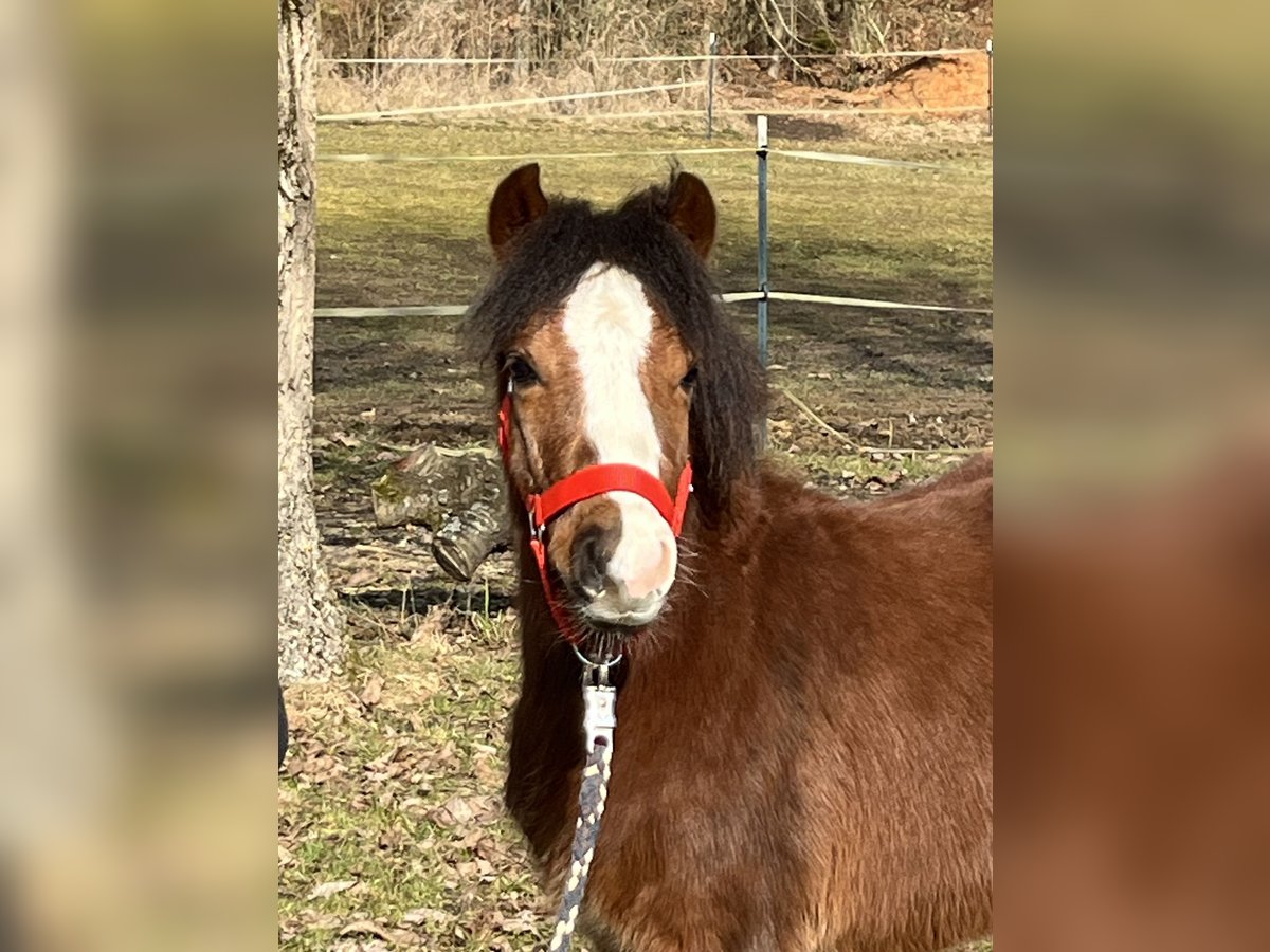 Meer ponys/kleine paarden Hengst 1 Jaar 112 cm Bruin in Ursensollen