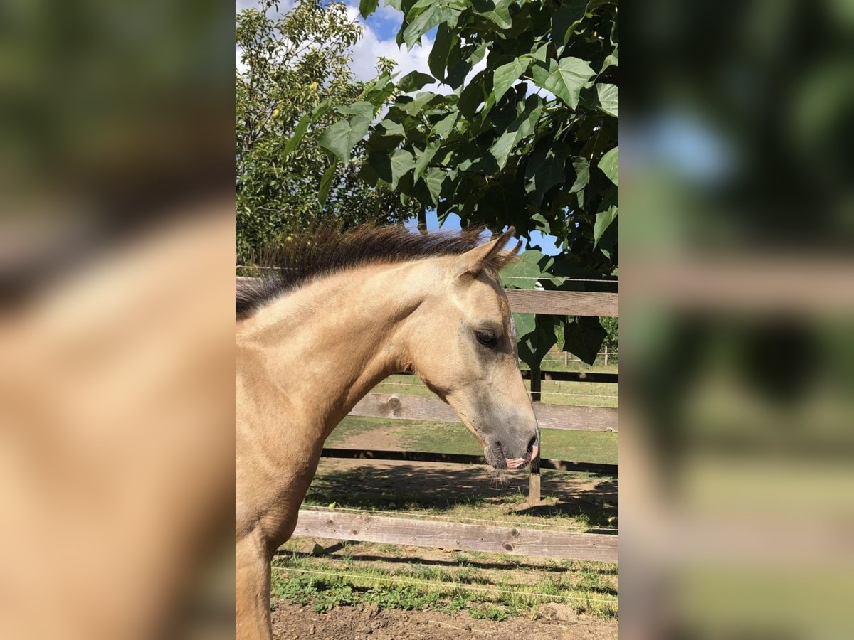 Meer ponys/kleine paarden Hengst 1 Jaar 143 cm Buckskin in Tolna