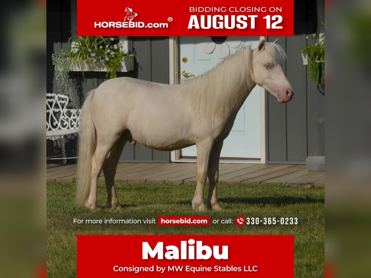 Meer ponys/kleine paarden Hengst 1 Jaar 86 cm Cremello in Fresno