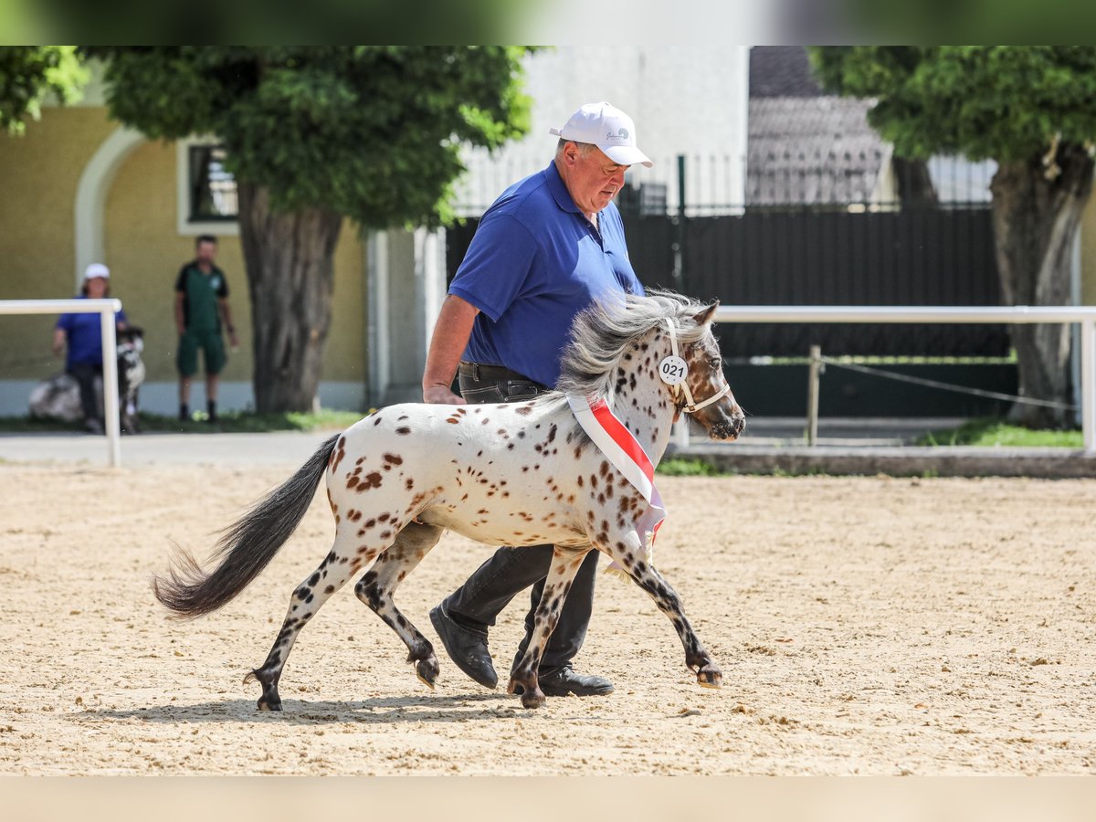 Meer ponys/kleine paarden Hengst 1 Jaar 88 cm Appaloosa in Seyring