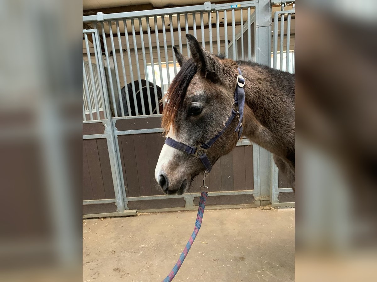 Meer ponys/kleine paarden Hengst 1 Jaar in Neuenrade