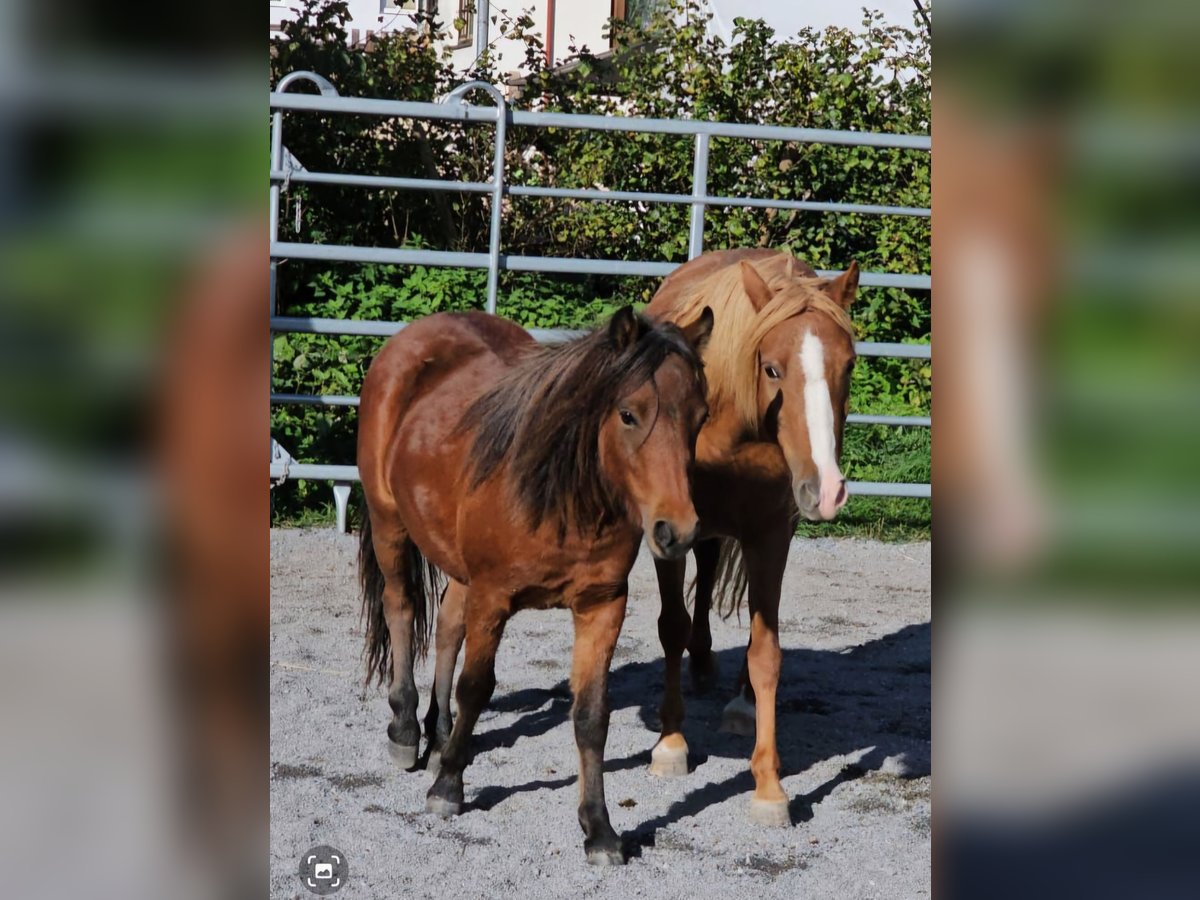 Meer ponys/kleine paarden Mix Hengst 2 Jaar 100 cm Brauner in Landeck