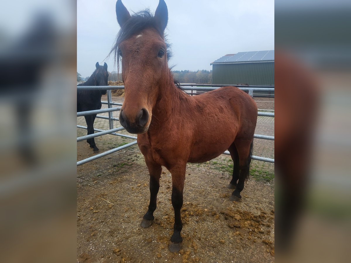 Meer ponys/kleine paarden Mix Hengst 2 Jaar 150 cm Bruin in Westerstede