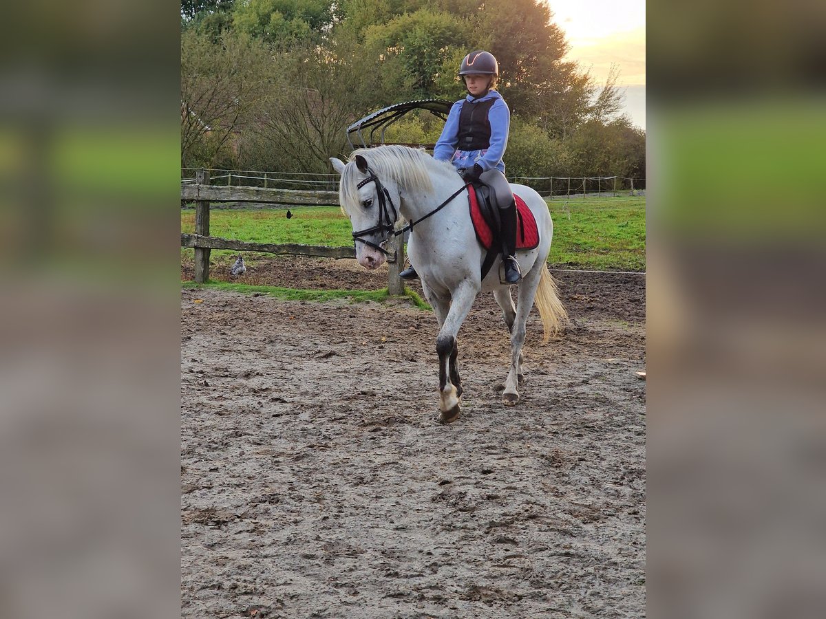 Meer ponys/kleine paarden Hengst 3 Jaar 146 cm Vliegenschimmel in Rhauderfehn