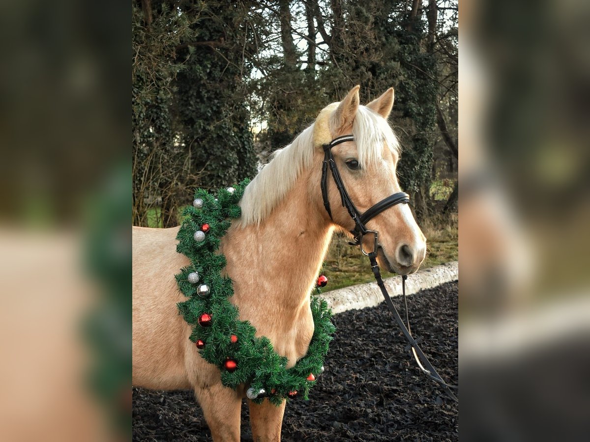 Meer ponys/kleine paarden Merrie 10 Jaar 142 cm in Dobersdorf