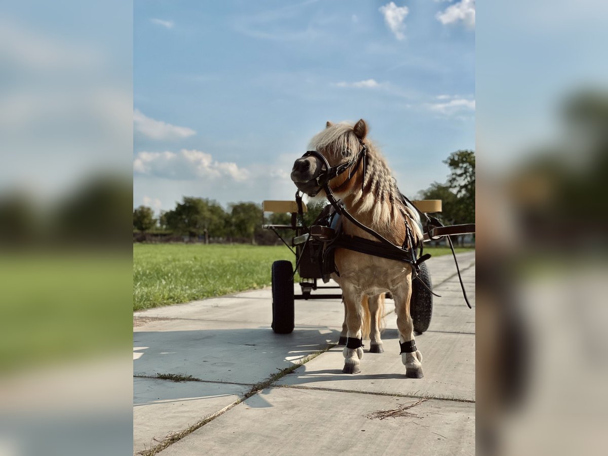 Meer ponys/kleine paarden Merrie 10 Jaar 90 cm Lichtbruin in Opheusden