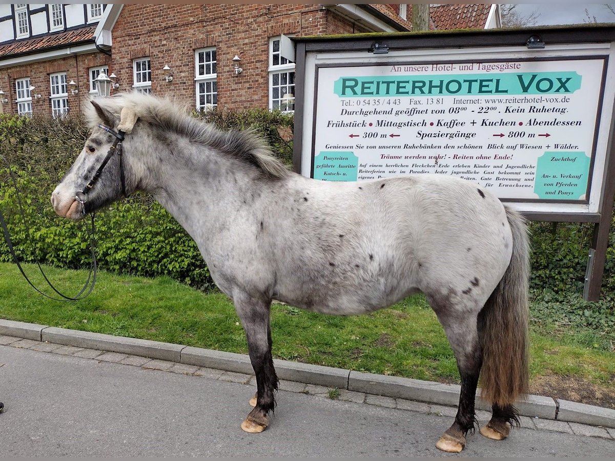 Meer ponys/kleine paarden Merrie 11 Jaar 117 cm Tobiano-alle-kleuren in Eggermühlen