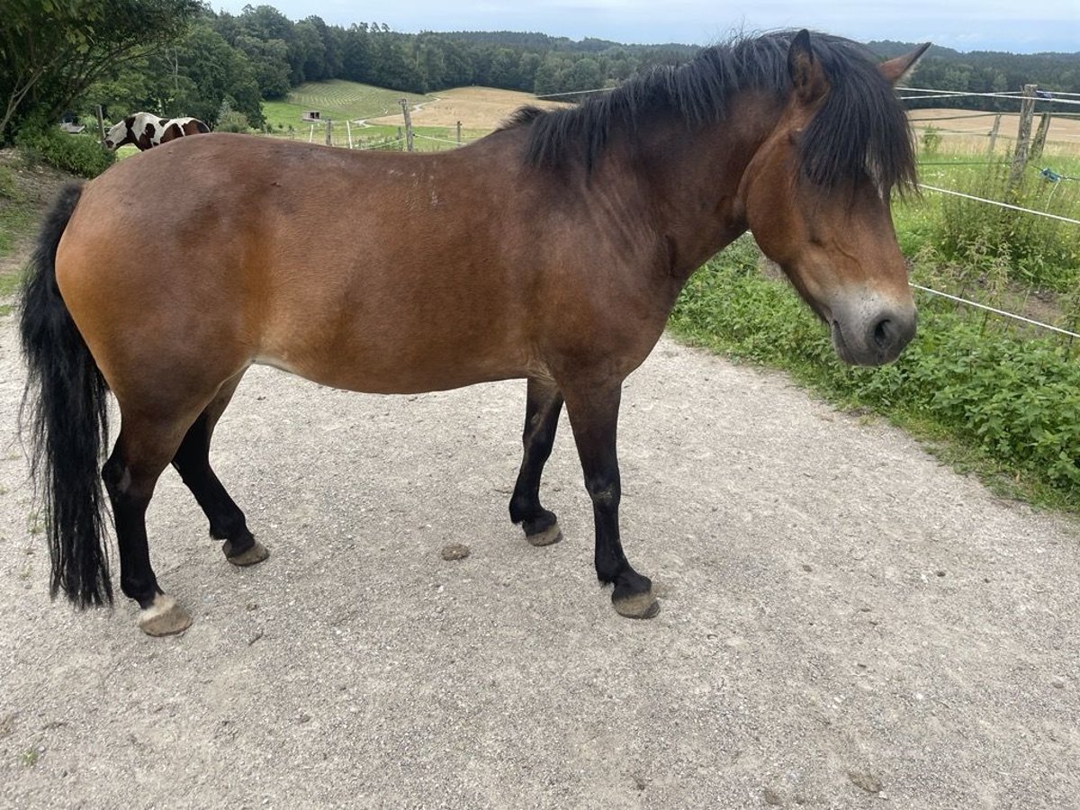 Meer ponys/kleine paarden Mix Merrie 11 Jaar 124 cm Bruin in Aying