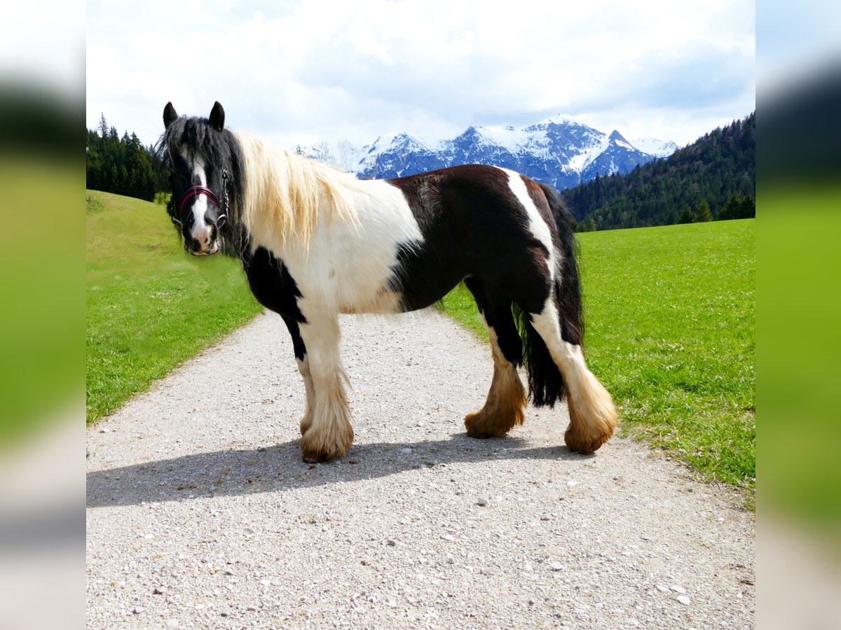 Meer ponys/kleine paarden Merrie 11 Jaar 125 cm Gevlekt-paard in Nesselwängle