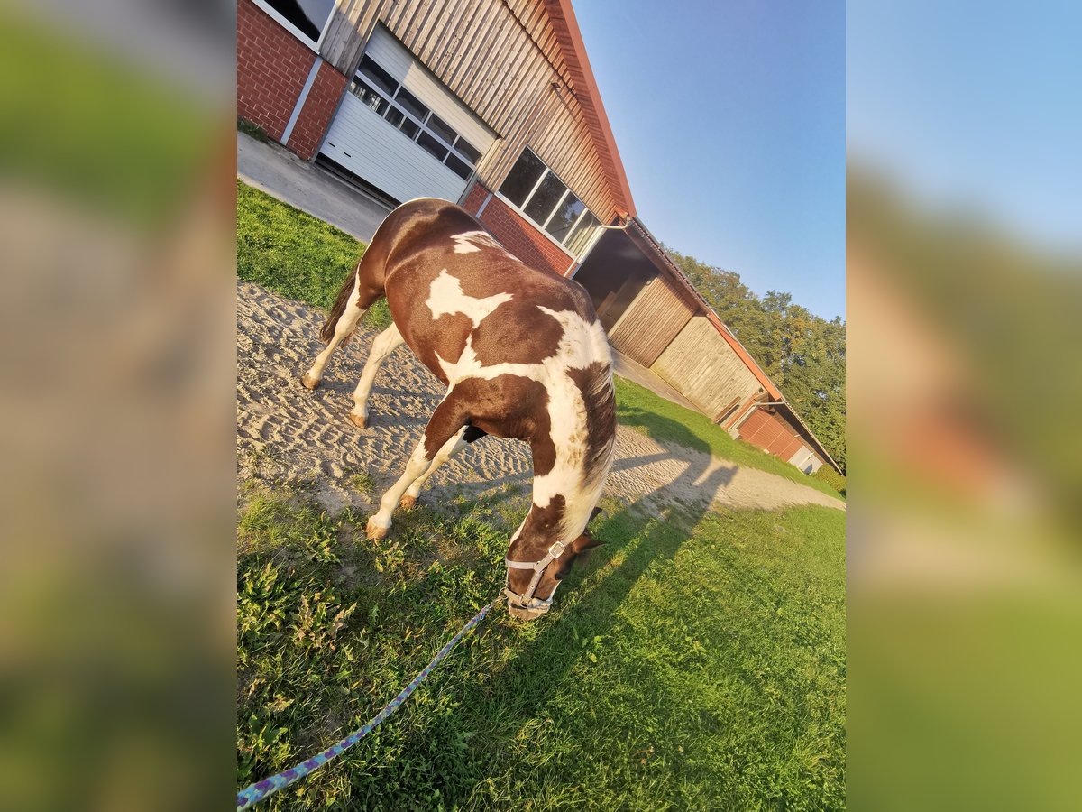 Meer ponys/kleine paarden Merrie 11 Jaar 141 cm Gevlekt-paard in Werne