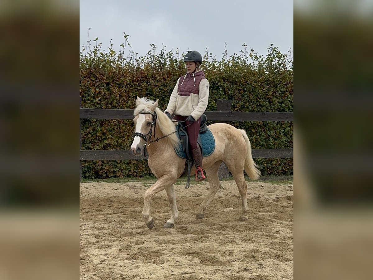 Meer ponys/kleine paarden Merrie 11 Jaar 150 cm Palomino in Daleiden