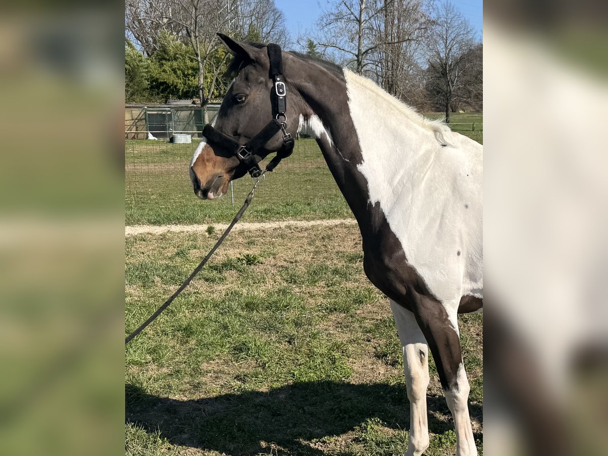 Meer ponys/kleine paarden Merrie 11 Jaar 168 cm Gevlekt-paard in GROTE-BROGEL