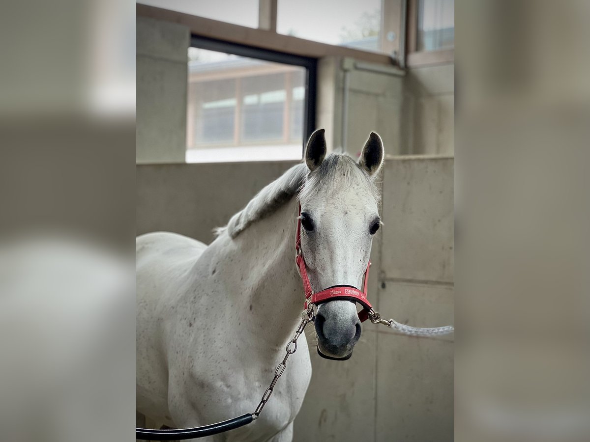 Meer ponys/kleine paarden Merrie 12 Jaar 147 cm Schimmel in Schonstett