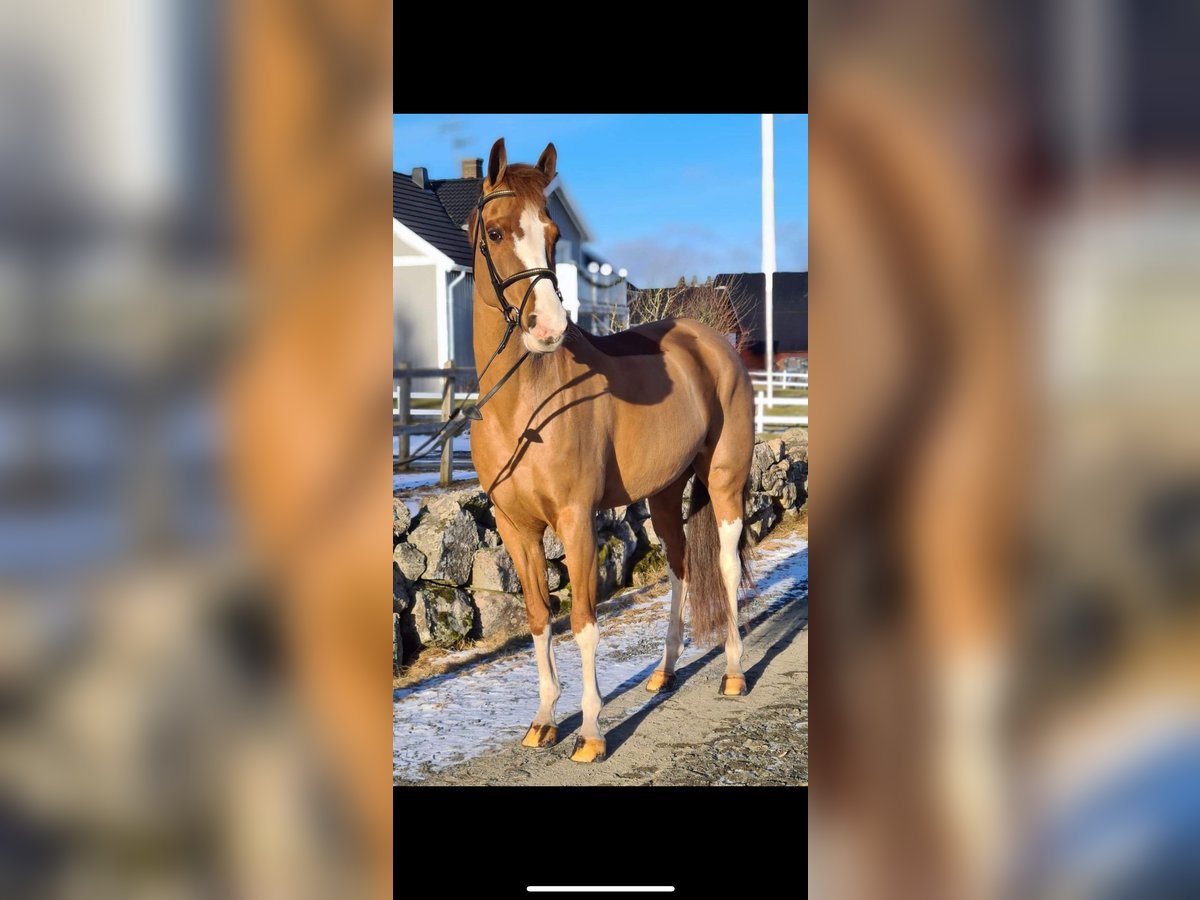 Meer ponys/kleine paarden Merrie 14 Jaar 145 cm Vos in Meppen