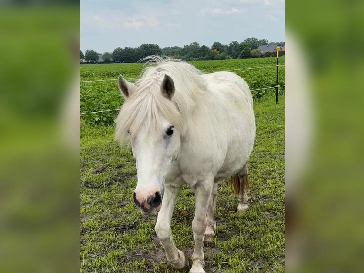 Meer ponys/kleine paarden Merrie 15 Jaar 130 cm Schimmel in Dohren