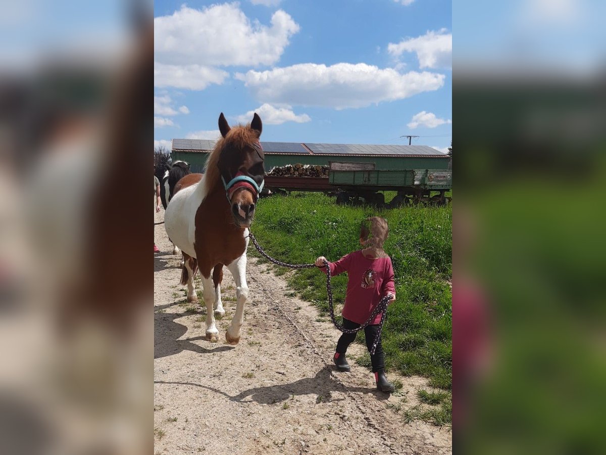 Meer ponys/kleine paarden Merrie 17 Jaar 124 cm Gevlekt-paard in Weigenheim