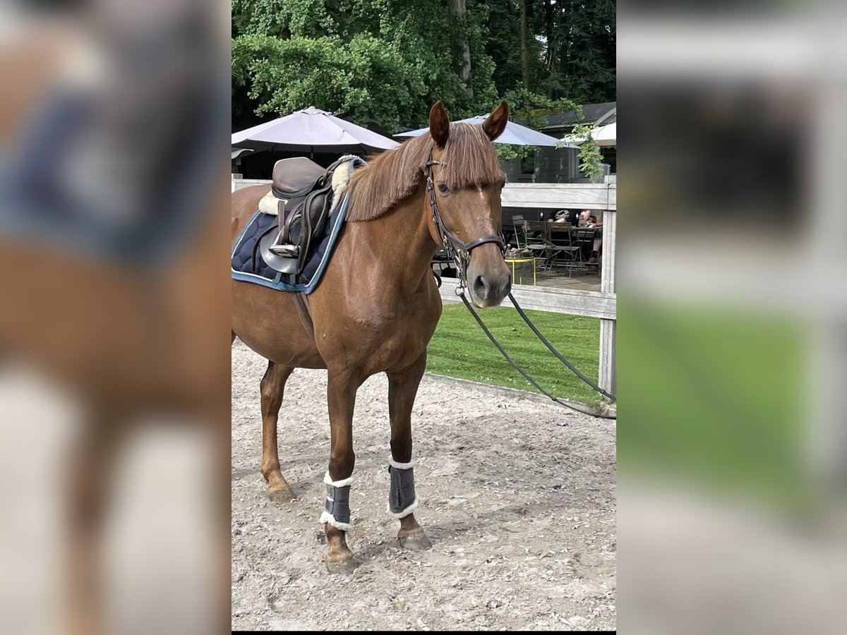 Meer ponys/kleine paarden Merrie 17 Jaar 148 cm Donkere-vos in Borod