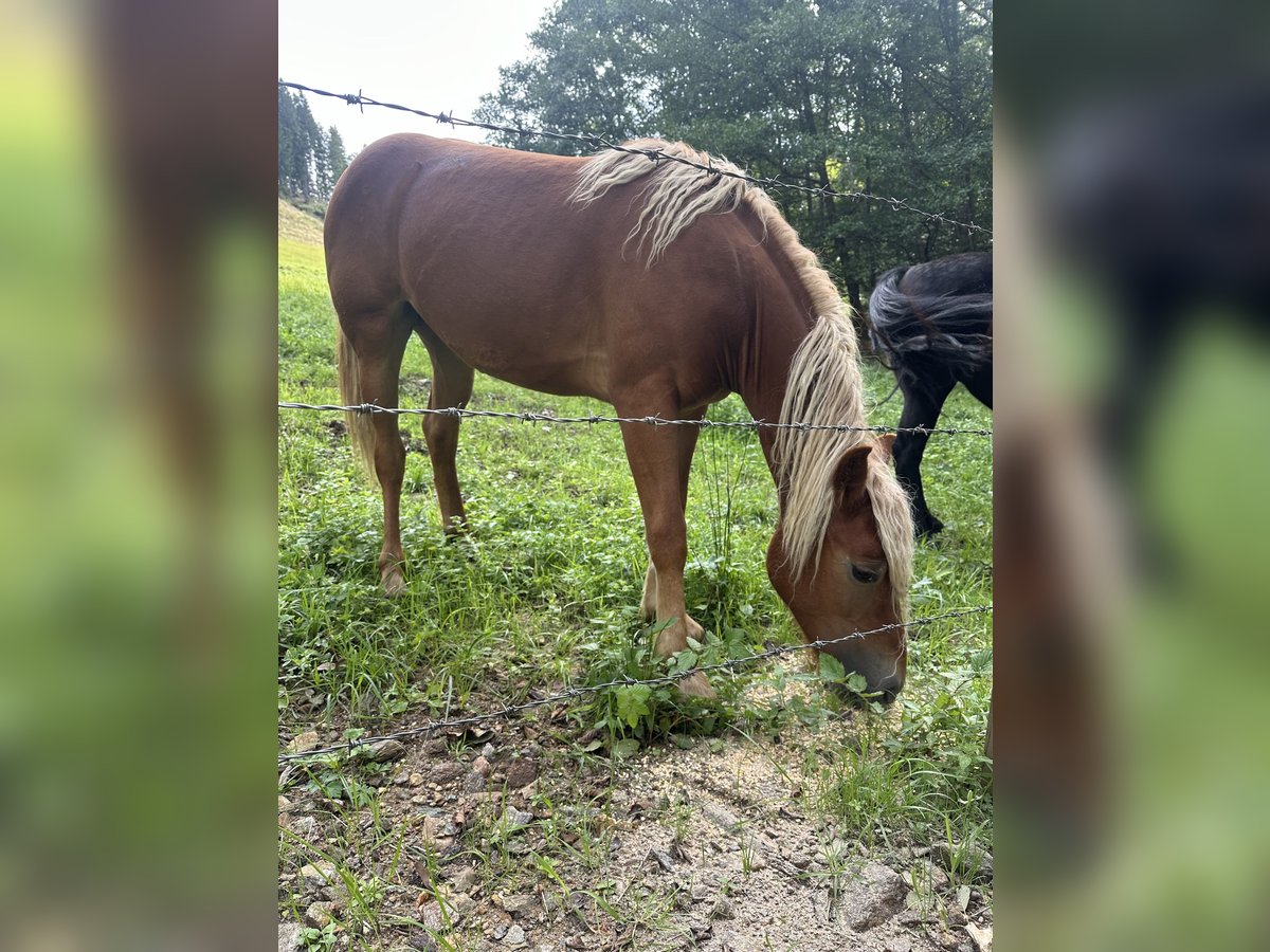 Meer ponys/kleine paarden Mix Merrie 1 Jaar 140 cm Vos in Kleinglödnitz