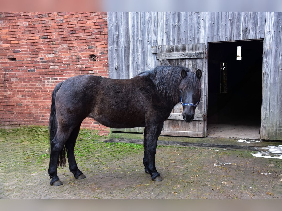 Meer ponys/kleine paarden Mix Merrie 21 Jaar Zwart in Duderstadt