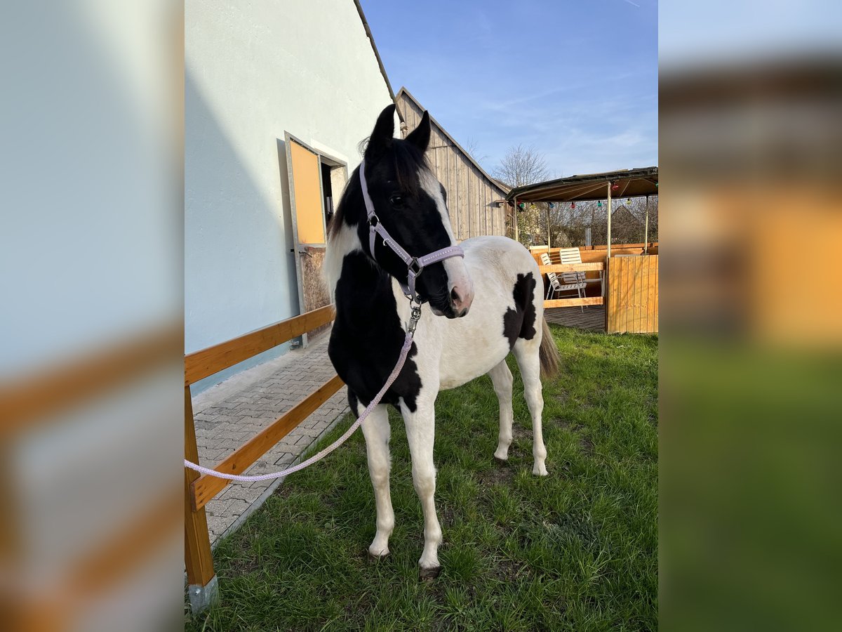 Meer ponys/kleine paarden Mix Merrie 2 Jaar 150 cm Gevlekt-paard in Leutershausen