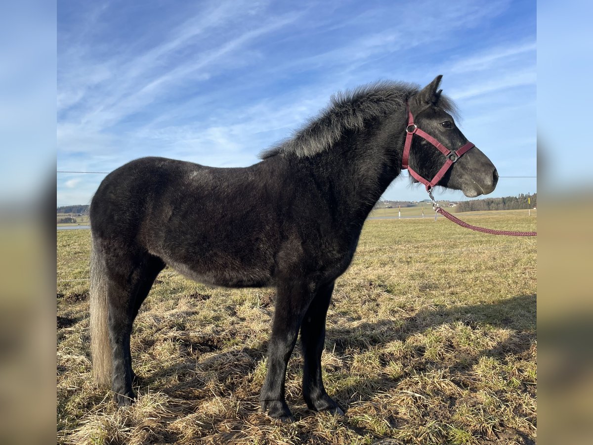 Meer ponys/kleine paarden Mix Merrie 3 Jaar 128 cm Zwart in Straßwalchen