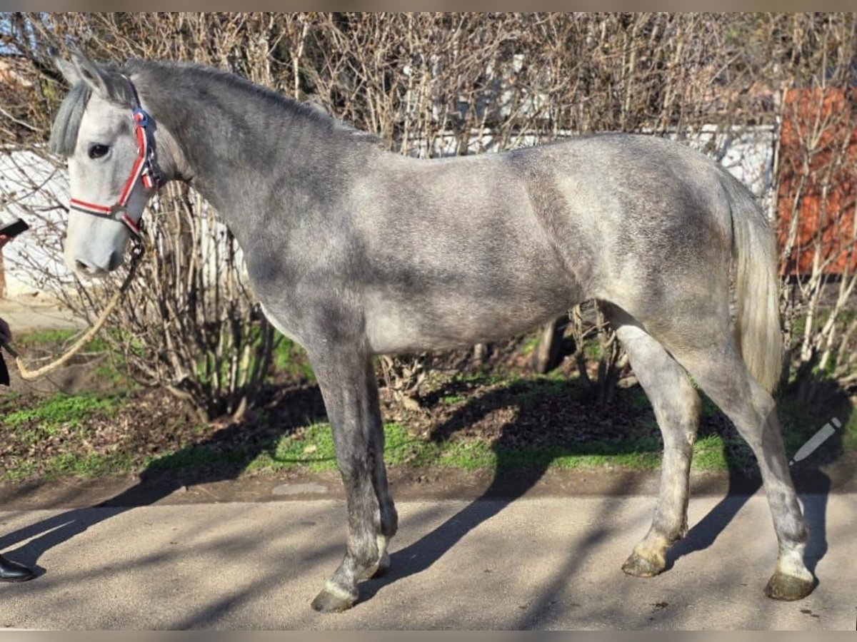 Meer ponys/kleine paarden Merrie 3 Jaar 145 cm in Deggendorf