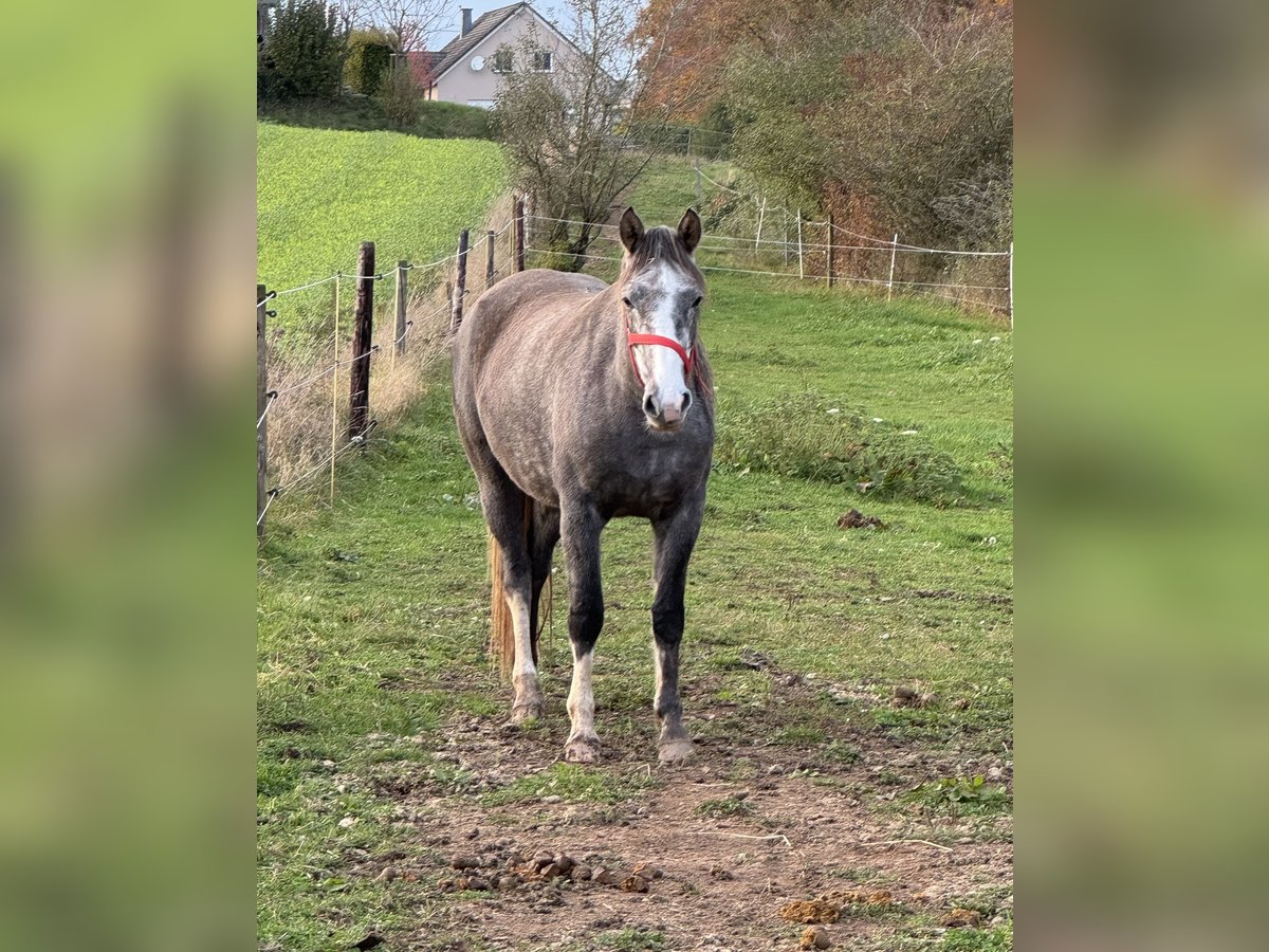 Meer ponys/kleine paarden Merrie 3 Jaar Schimmel in Daleiden