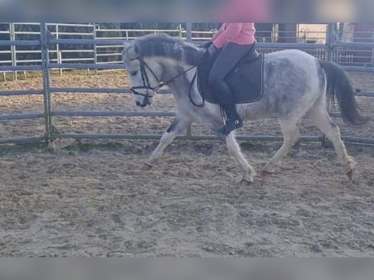 Meer ponys/kleine paarden Merrie 4 Jaar 124 cm Gevlekt-paard in Norderstedt