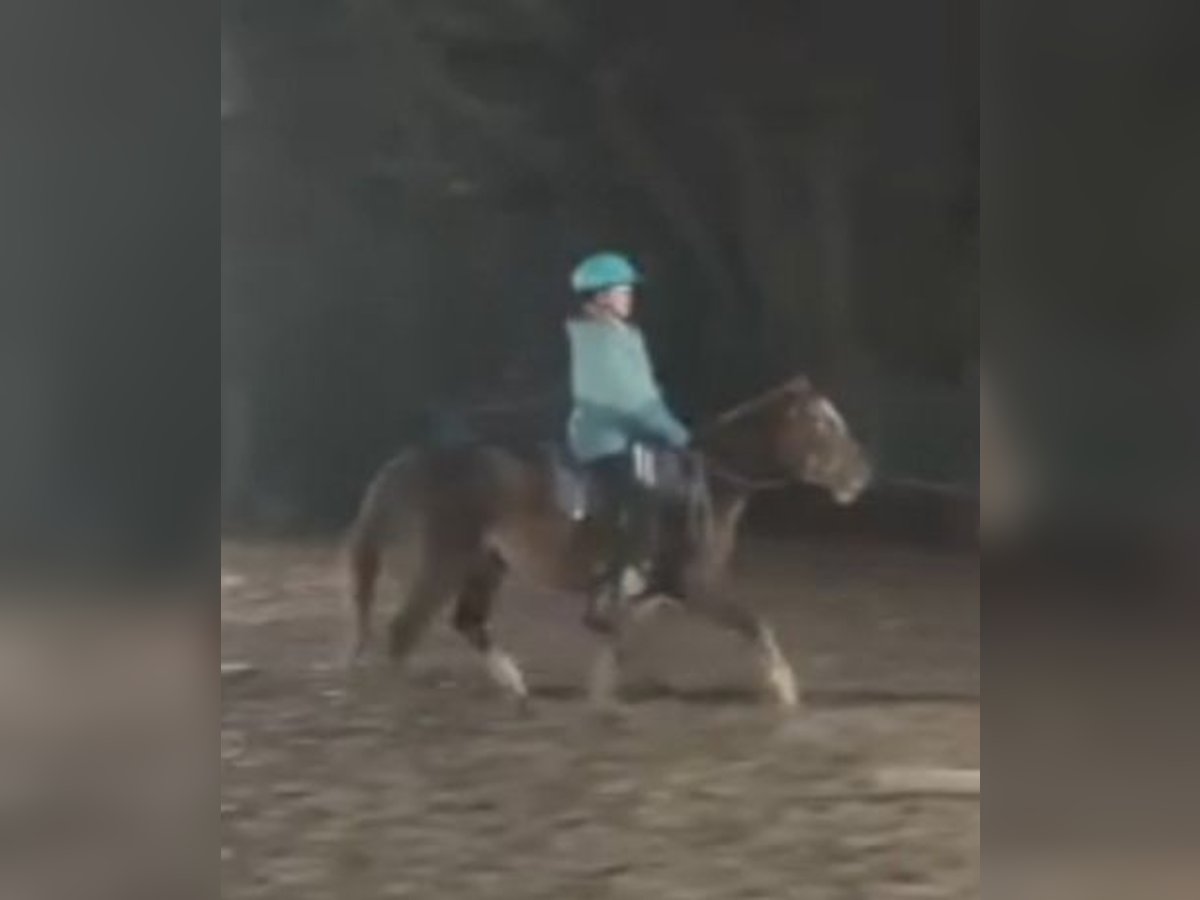 Meer ponys/kleine paarden Merrie 4 Jaar 135 cm Donkere-vos in Hamburg Lemsahl-Mellingstedt