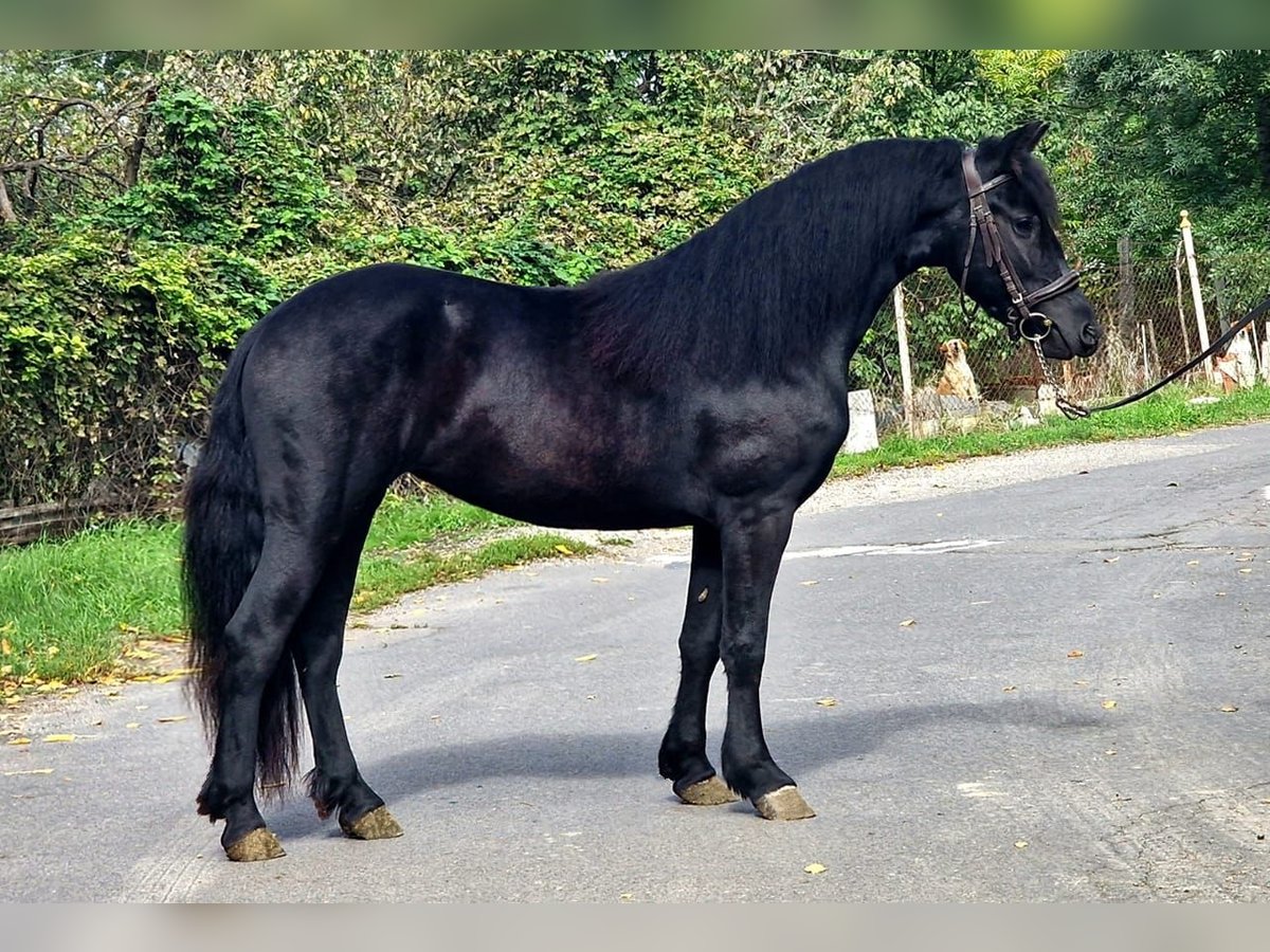 Meer ponys/kleine paarden Merrie 4 Jaar 140 cm Zwart in Deggendorf