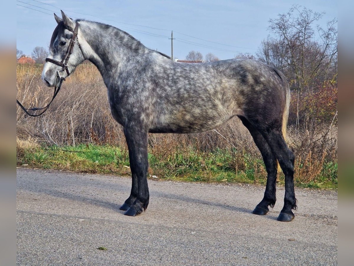 Meer ponys/kleine paarden Merrie 4 Jaar 142 cm in Deggendorf