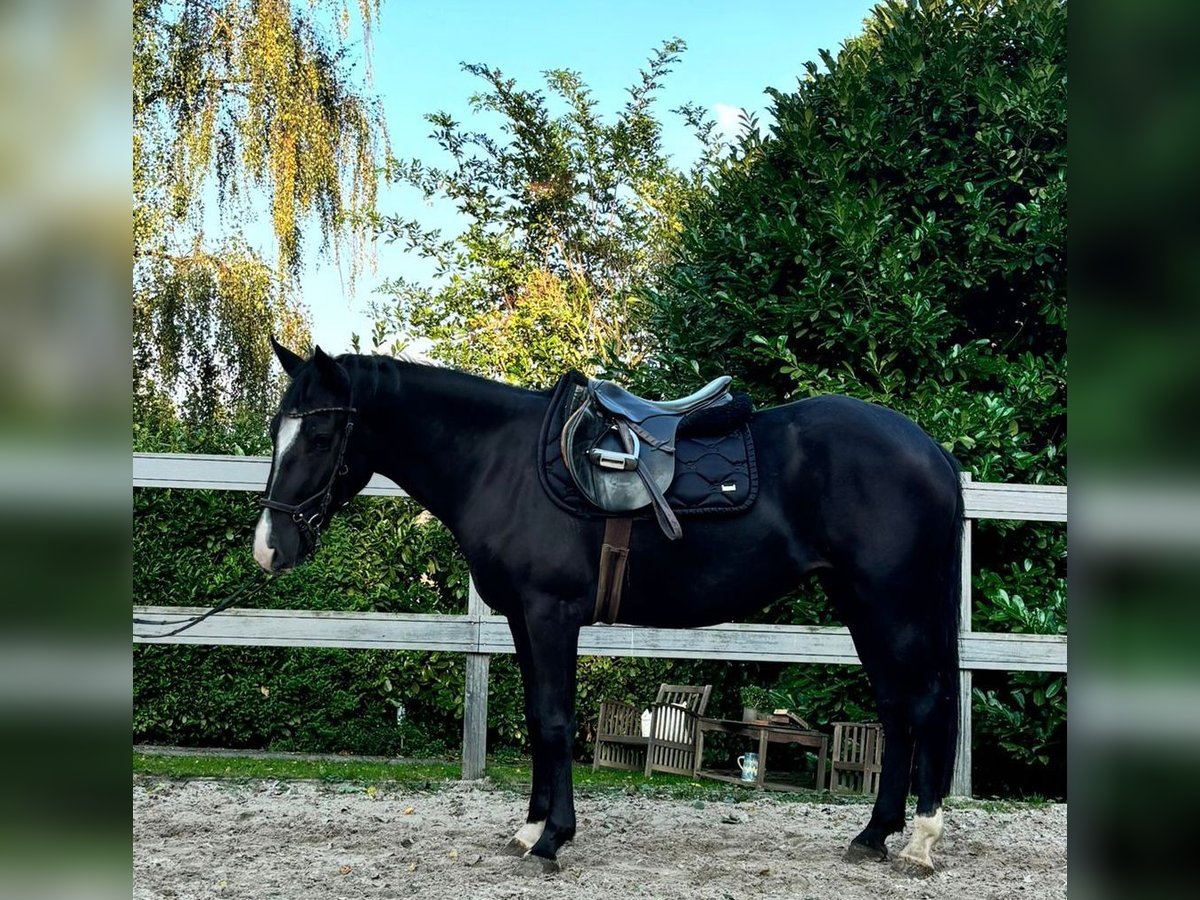 Meer ponys/kleine paarden Merrie 4 Jaar 148 cm Zwart in Borod