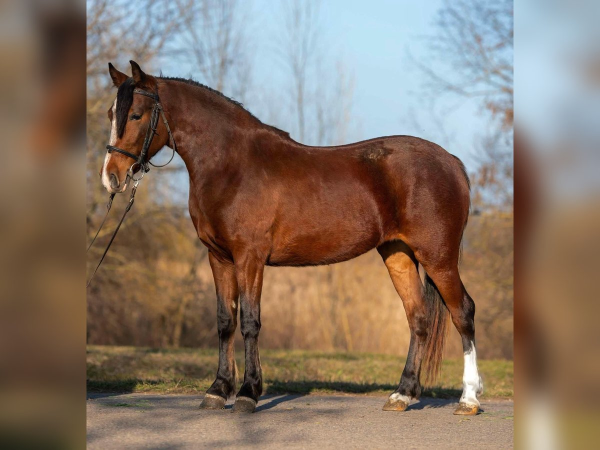 Meer ponys/kleine paarden Merrie 4 Jaar 153 cm in Deggendorf