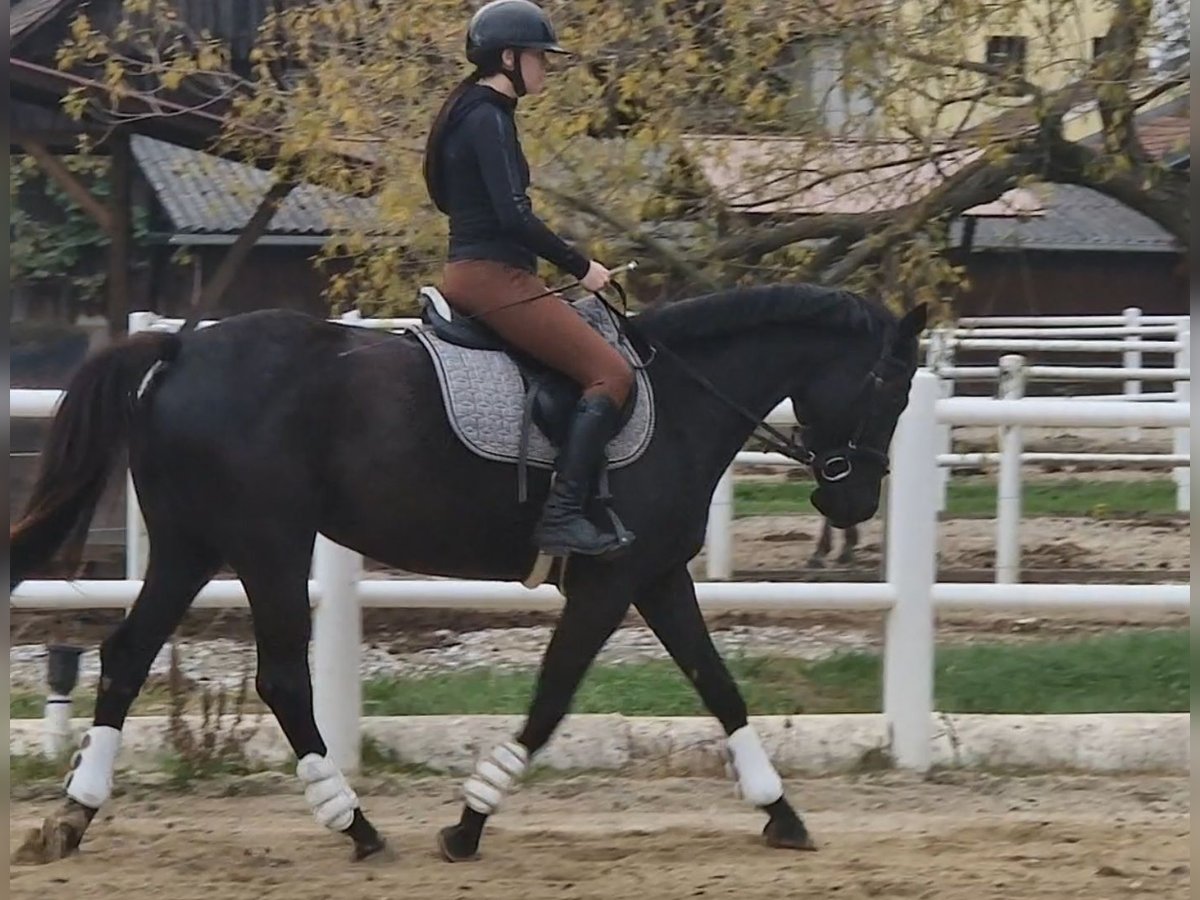 Meer ponys/kleine paarden Merrie 4 Jaar 153 cm Zwartbruin in Strass im Strassertal