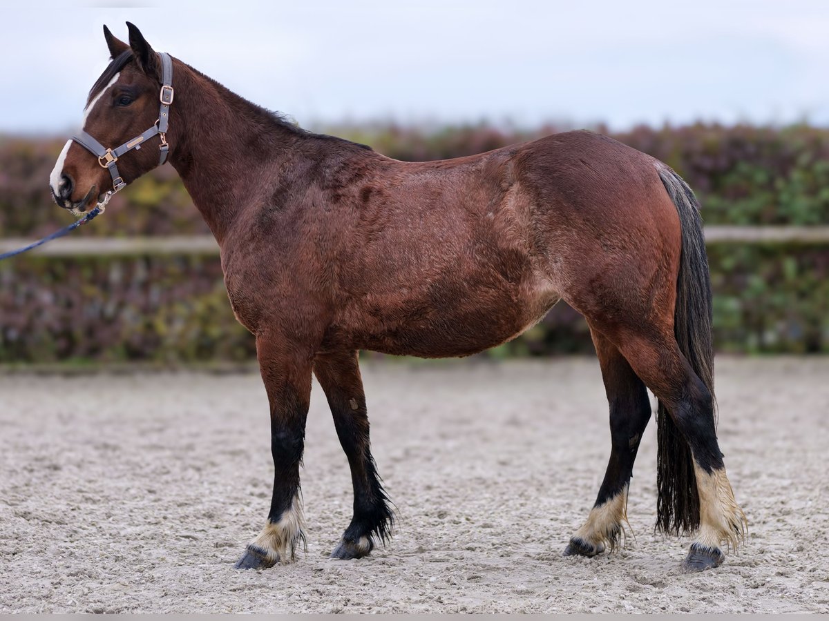 Meer ponys/kleine paarden Merrie 4 Jaar in Neustadt (Wied)