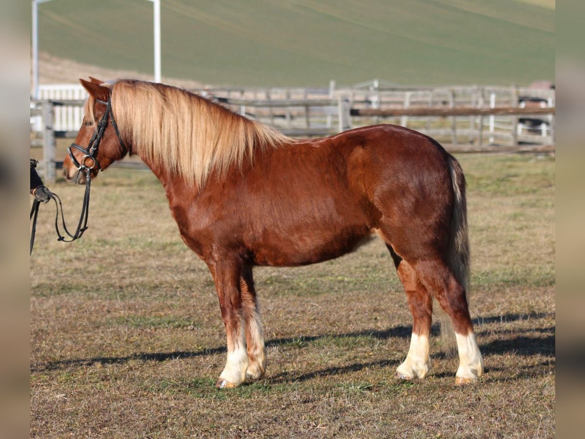 Meer ponys/kleine paarden Merrie 5 Jaar 135 cm Vos in Rechnitz