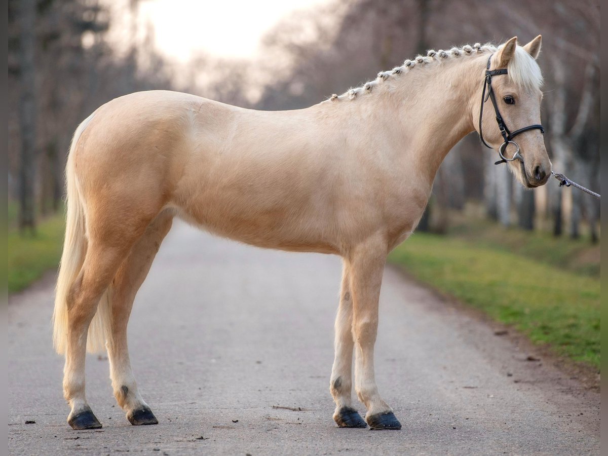 Meer ponys/kleine paarden Merrie 5 Jaar 140 cm in Deggendorf