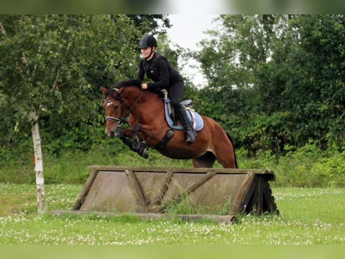 Meer ponys/kleine paarden Mix Merrie 5 Jaar 145 cm Bruin in Neumünster