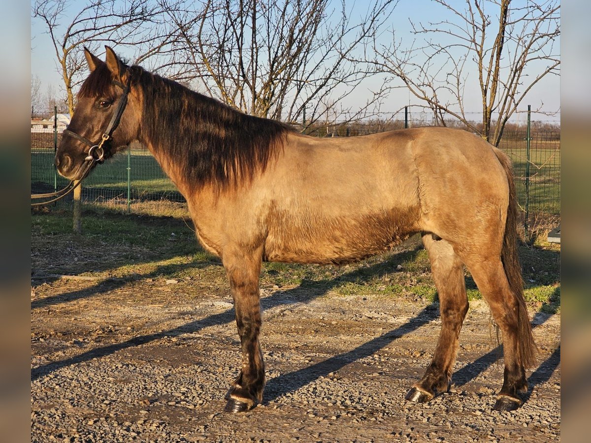 Meer ponys/kleine paarden Merrie 5 Jaar 145 cm Falbe in Deggendorf