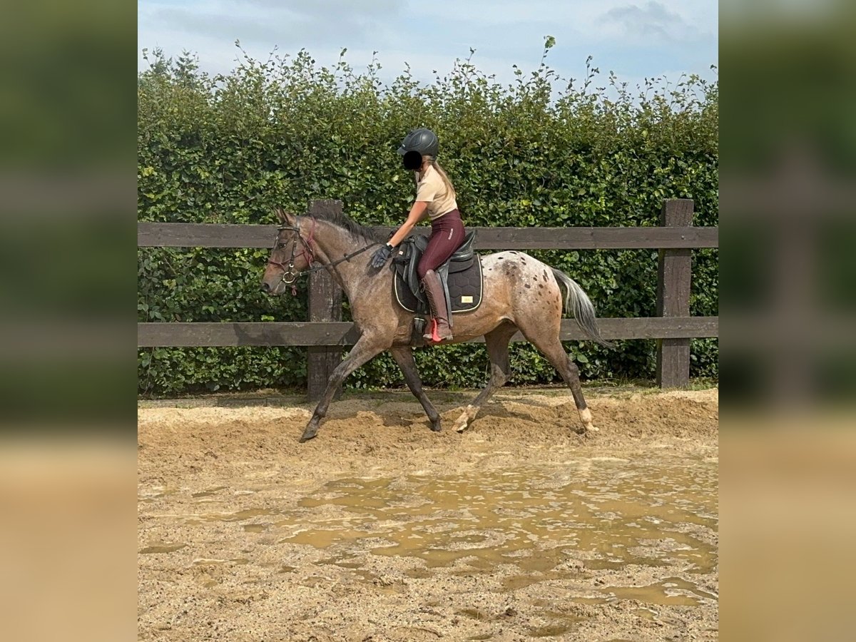 Meer ponys/kleine paarden Merrie 5 Jaar 148 cm Appaloosa in Daleiden