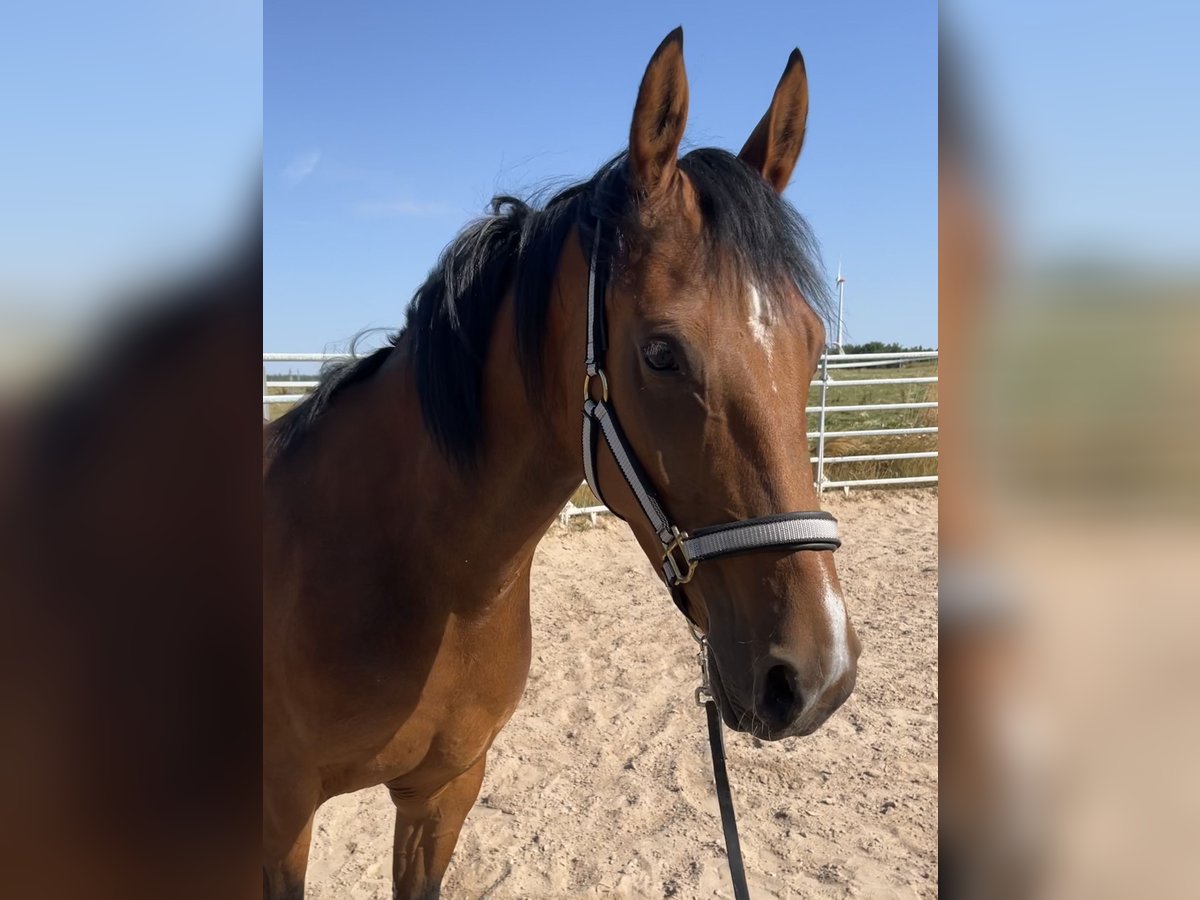 Meer ponys/kleine paarden Merrie 5 Jaar 152 cm Bruin in Schopfloch