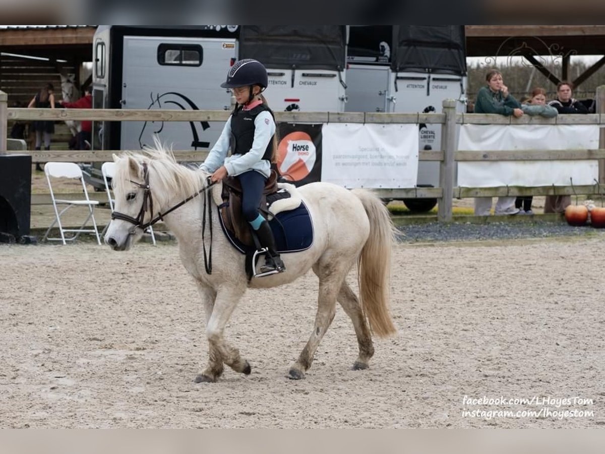 Meer ponys/kleine paarden Mix Merrie 6 Jaar 116 cm Schimmel in Baal