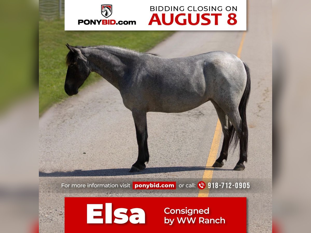 Meer ponys/kleine paarden Merrie 6 Jaar 127 cm Roan-Blue in Sallisaw, OK