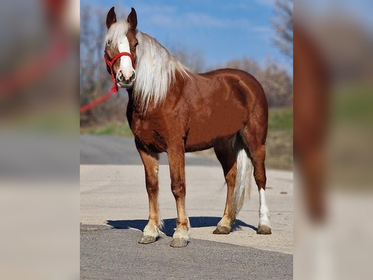 Meer ponys/kleine paarden Merrie 6 Jaar 147 cm in Deggendorf