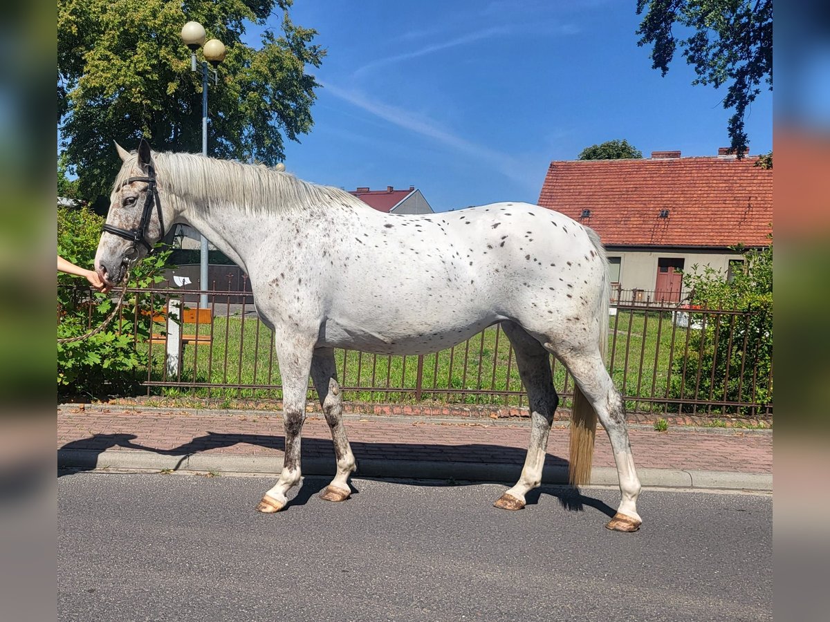 Meer ponys/kleine paarden Merrie 6 Jaar 155 cm Appaloosa in Radziejów